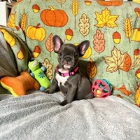 DAHLIA, a female French Bulldog for sale in East Peoria, IL – Photo 1 of 6