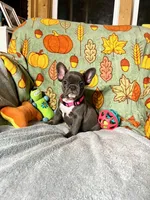 DAHLIA, a female French Bulldog for sale in East Peoria, IL – Photo 1 of 6