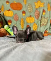 DAHLIA, a female French Bulldog for sale in East Peoria, IL – Photo 5 of 6