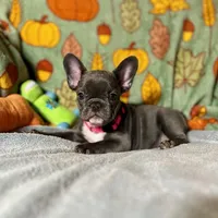 DAHLIA, a female French Bulldog for sale in East Peoria, IL – Photo 3 of 6