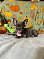 DAHLIA, a female French Bulldog for sale in East Peoria, IL – Photo 3 of 6