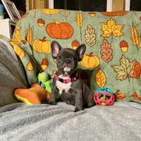 DAHLIA, a female French Bulldog for sale in East Peoria, IL – Photo 2 of 6