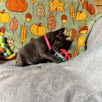 DAHLIA, a female French Bulldog for sale in East Peoria, IL – Photo 4 of 6