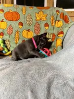 DAHLIA, a female French Bulldog for sale in East Peoria, IL – Photo 4 of 6