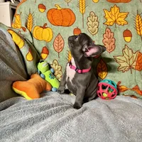 DAHLIA, a female French Bulldog for sale in East Peoria, IL – Photo 6 of 6