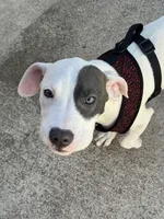 Poppy, a female American Pit Bull Terrier for sale in Fort Worth, TX – 2 of 3