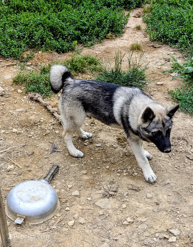 AKC - RED – Norwegian Elkhound puppy for sale in Jerusalem, OH
