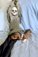Kermit , a male Miniature Dachshund for sale in Jerusalem, OH – 9 of 10