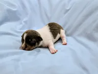 Peter-TRT, a male Rat Terrier for sale in Jerusalem, OH – Photo 5 of 5