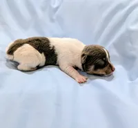 Peter-TRT, a male Rat Terrier for sale in Jerusalem, OH – Photo 2 of 5