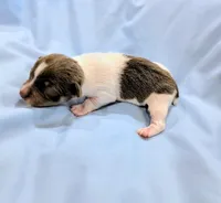 Peter-TRT, a male Rat Terrier for sale in Jerusalem, OH – Photo 3 of 5