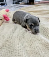 Annabelle - Rat Terrier , a female Rat Terrier for sale in Jerusalem, OH – 9 of 10