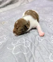 Zack , a male Rat Terrier for sale in Jerusalem, OH – 2 of 9