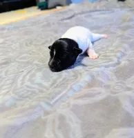 Les - TRT, a male Rat Terrier for sale in Jerusalem, OH – 7 of 8