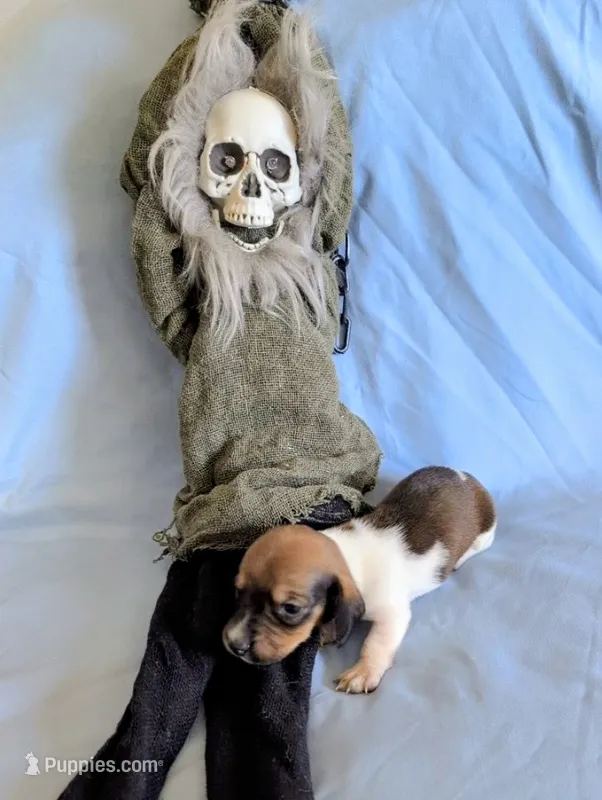 Scooter – Miniature Dachshund puppy for sale in Jerusalem, OH