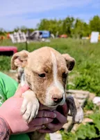 Cora, a female Siberian Husky and American Pit Bull Terrier for sale in Jerusalem, OH – 1 of 2
