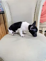AKC - Venus - TRT, a male Rat Terrier for sale in Jerusalem, OH – 7 of 8