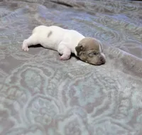 Johnny - TRT, a male Rat Terrier for sale in Jerusalem, OH – 7 of 8