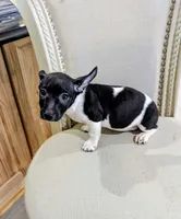 AKC - Venus - TRT, a male Rat Terrier for sale in Jerusalem, OH – 3 of 8