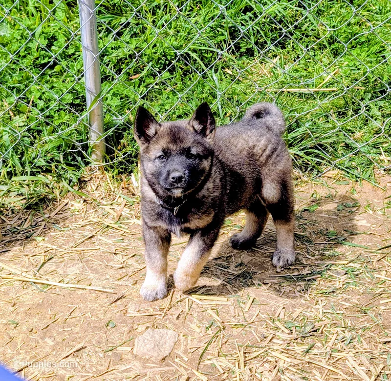 AKC - Stripe  – Norwegian Elkhound puppy for sale in Jerusalem, OH