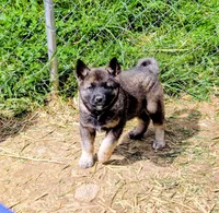 AKC - Stripe , a female Norwegian Elkhound for sale in Jerusalem, OH – 1 of 2
