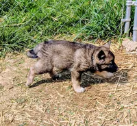 AKC - Stripe , a female Norwegian Elkhound for sale in Jerusalem, OH – 2 of 2