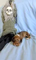 Kermit , a male Miniature Dachshund for sale in Jerusalem, OH – 1 of 10