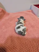 Freddy - Mini Rat , a male Rat Terrier for sale in Jerusalem, OH – 2 of 4