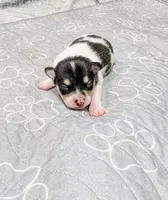 Lisa, a female Rat Terrier for sale in Jerusalem, OH – 2 of 5