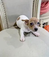 AKC - Johnny - TRT, a male Rat Terrier for sale in Jerusalem, OH – 8 of 8