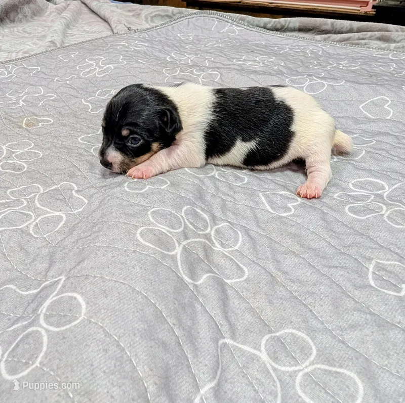 Donna - TRT – Rat Terrier puppy for sale in Jerusalem, OH