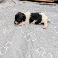 Donna - TRT, a female Rat Terrier for sale in Jerusalem, OH – 1 of 10
