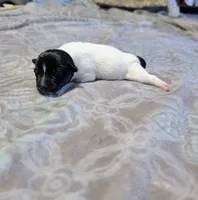 Les - TRT, a male Rat Terrier for sale in Jerusalem, OH – 2 of 8