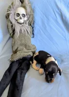 Fozzie, a male Miniature Dachshund for sale in Jerusalem, OH – 5 of 5
