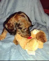 Edward , a male Miniature Dachshund for sale in Jerusalem, OH – Photo 4 of 5