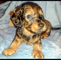 Edward , a male Miniature Dachshund for sale in Jerusalem, OH – Photo 2 of 5