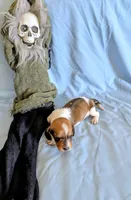 Miss Piggy, a female Miniature Dachshund for sale in Jerusalem, OH – 9 of 10