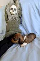 Kermit , a male Miniature Dachshund for sale in Jerusalem, OH – 8 of 10