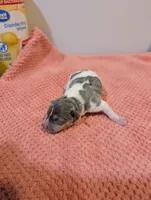 Freddy - Mini Rat , a male Rat Terrier for sale in Jerusalem, OH – 3 of 4