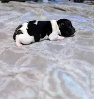 Venus - TRT, a male Rat Terrier for sale in Jerusalem, OH – 3 of 8