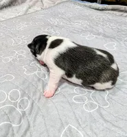 Screech , a male Rat Terrier for sale in Jerusalem, OH – 10 of 10