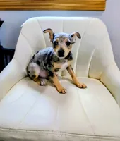 Harry , a male Rat Terrier for sale in Jerusalem, OH – 2 of 10