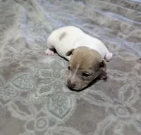 AKC - Johnny - TRT, a male Rat Terrier for sale in Jerusalem, OH – 3 of 8