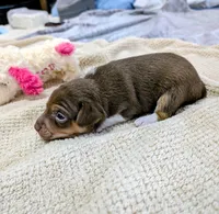 Jason - Mini Rat , a male Rat Terrier for sale in Jerusalem, OH – 9 of 9