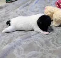 AKC - Les - TRT, a male Rat Terrier for sale in Jerusalem, OH – 7 of 9