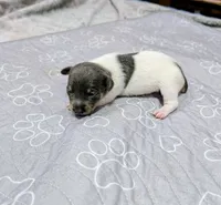 Katrina - TRT, a female Rat Terrier for sale in Jerusalem, OH – 5 of 8