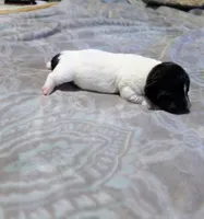 Les - TRT, a male Rat Terrier for sale in Jerusalem, OH – 3 of 8