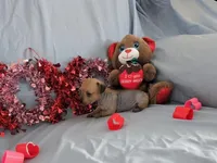 Rosie, a female Chinese Crested and Miniature Dachshund for sale in Jerusalem, OH – Photo 6 of 6