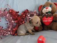 Rosie, a female Chinese Crested and Miniature Dachshund for sale in Jerusalem, OH – Photo 3 of 6