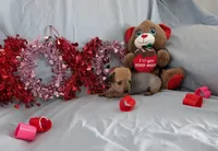 Rosie, a female Chinese Crested and Miniature Dachshund for sale in Jerusalem, OH – Photo 4 of 6